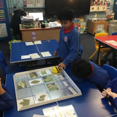 Using the Beebot (ICT/Numeracy)